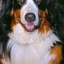 dog, bernese_mountain_dog, close_up, pet, canine, fluffy, tricolor, brown, black, white, fur, animal, mammal, portrait, friendly, indoor, smiling, face, cute, domestic_animal