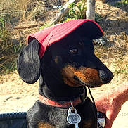 Poppy participe au concours pour gagner de l'argent avec cette photo : accessories, animal, baseballcap, canine, cap, clothing, dog, face, grass, hat, head, hound, person, pet, photography, portrait, puppy, snout, strap, sunglasses