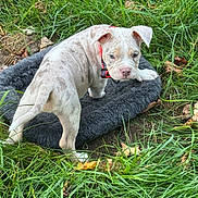 Romeo joined the competition — help win amazing prizes! puppy, dog, pet_bed, grass, outdoor, young_dog, curious, animal, nature, greenery, playful, cute, canine, spotted, collar, leaf, fur, mammal, small_dog, daylight