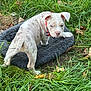 puppy, dog, pet_bed, grass, outdoor, young_dog, curious, animal, nature, greenery, playful, cute, canine, spotted, collar, leaf, fur, mammal, small_dog, daylight