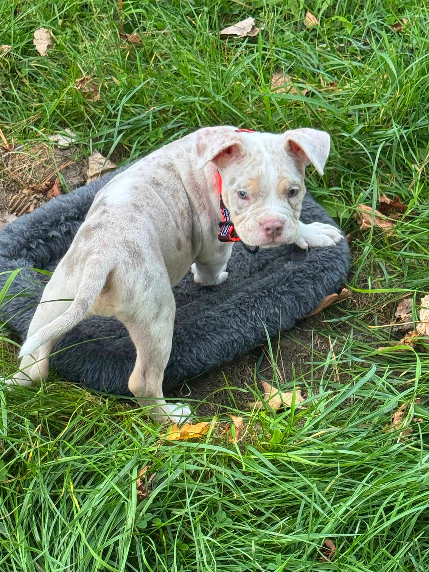 Romeo joined the competition — help win amazing prizes! puppy, dog, pet_bed, grass, outdoor, young_dog, curious, animal, nature, greenery, playful, cute, canine, spotted, collar, leaf, fur, mammal, small_dog, daylight