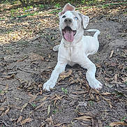 Princess is registered to the contest to win money with this photo: dog, puppy, white_dog, blue_eyes, playful, tongue_out, ears_up, outdoor, nature, dirt, dry_leaves, trees, sunlight, happy, pet, animal, canine, grass, ground, yard