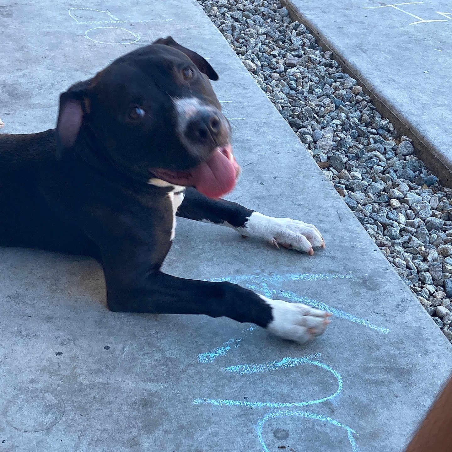 Ace joined the competition — help win amazing prizes! animal, bodypart, bulldog, canine, dog, face, head, hound, path, pebble, person, pet, photography, portrait, puppy, road, rock, sidewalk, slate, walkway