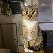 Valetina is registered to the contest to win money with this photo: cat, tabby, indoor, wooden_post, pet, animal, feline, sitting, curious, eyes, whiskers, tail, house, window, blinds, lamp, door, floor, home, cozy