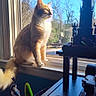 cat, orange_cat, windowsill, sunlight, indoor, window, blue_sky, trees, toy, figurine, animal, pet, feline, sunny, daylight, household, looking_outside, tail, whiskers, domestic_cat