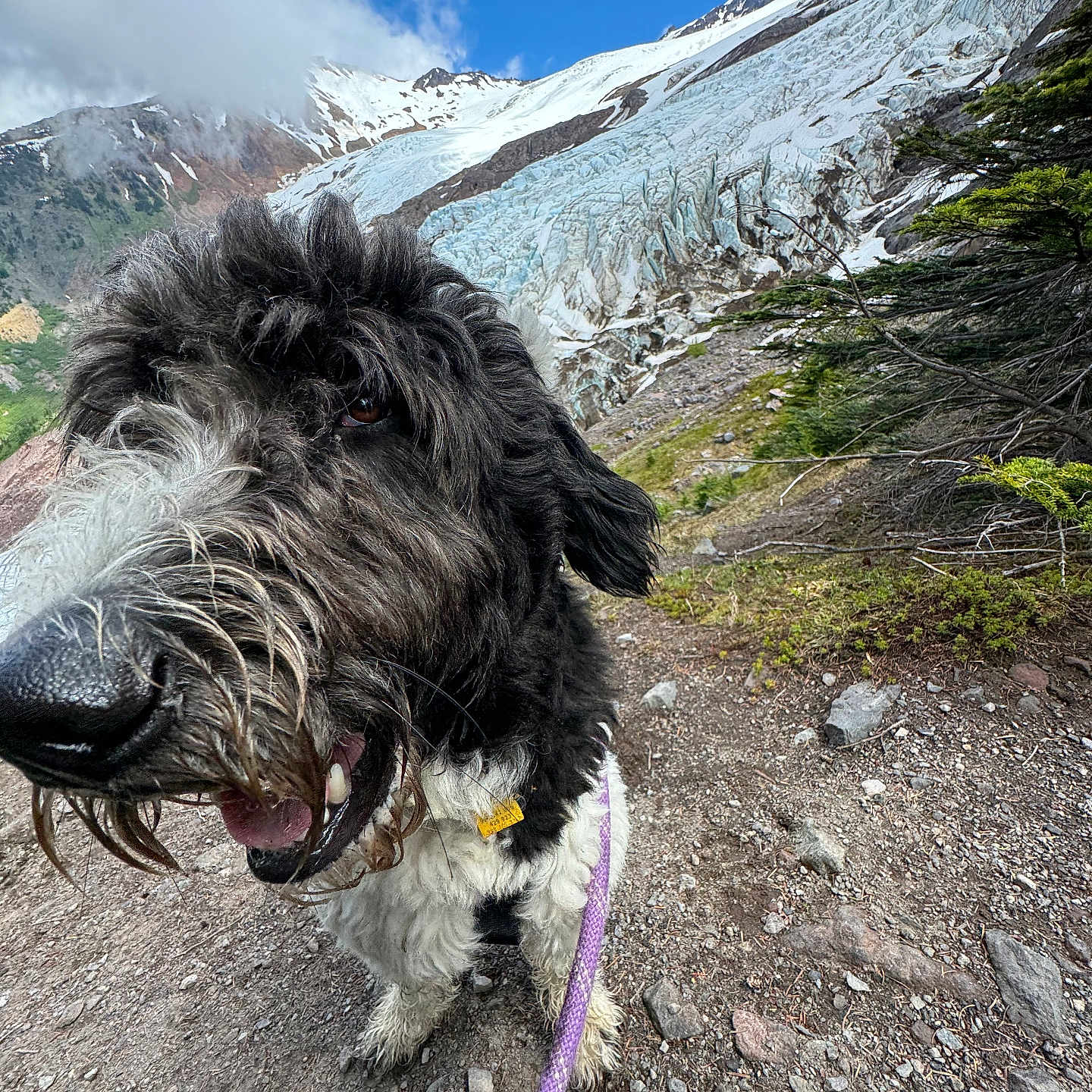 Arthur joined the competition — help win amazing prizes! animal, canine, dog, grass, landscape, mountain, mountainrange, nature, outdoors, peak, pet, plant, road, rock, scenery, soil, terrier, tree, vegetation, wilderness