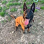 dog, animal, pet, outdoor, grass, dirt, tongue_out, ears_up, brown, black, collar, playful, happy, looking_up, canine, toy, nature, ground, portrait, summer