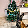 Teka participe au concours pour gagner de l'argent avec cette photo : dog, christmas_tree, holiday_decorations, indoor, smiling, pet, floor_tiles, plant, ornaments, festive, fur, collar, cheerful, home, cabinet, greenery, sitting, happy, decor, tree_stand