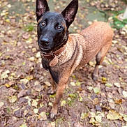 Teka participe au concours pour gagner de l'argent avec cette photo : dog, animal, pet, outdoor, leaves, autumn, brown, black, ears, collar, fur, nature, ground, canine, alert, standing, looking_up, daylight, muzzle, grass