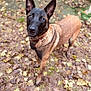dog, animal, pet, outdoor, leaves, autumn, brown, black, ears, collar, fur, nature, ground, canine, alert, standing, looking_up, daylight, muzzle, grass
