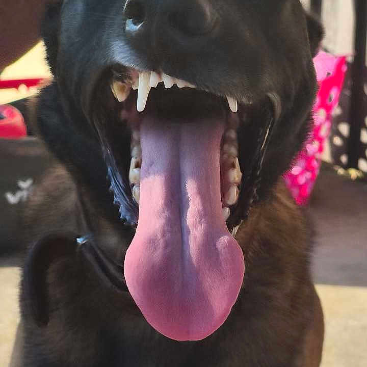 Teka participe au concours pour gagner de l'argent avec cette photo : animal, black_dog, canine, close_up, companion, dog, domestic_animal, expression, friendly, fur, happy, mouth_open, outdoor, petting_hand, playful, sitting, sunlight, teeth, tongue, yawning