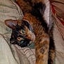 Patches is registered to the contest to win money with this photo: cat, tortoiseshell, stretching, bed, blanket, feline, pet, fur, whiskers, paw, indoor, relaxing, animal, sleepy, cute, domestic, cozy, soft, resting, closeup