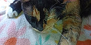 Patches is registered to the contest to win money with this photo: cat, sleeping, tortoiseshell, paw, blanket, floral_pattern, indoor, resting, cute, feline, whiskers, fur, animal, pet, cozy, closeup, relaxation, comfort, claw, nap