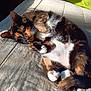 Patches is registered to the contest to win money with this photo: cat, tortoiseshell, pet, animal, fur, whiskers, paws, relaxed, sunlight, indoor, cozy, bed, sleepy, cute, feline, domestic, resting, soft, curled, nap