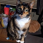 Patches joined the competition — help win amazing prizes! cat, calico_cat, table, indoor, pet, feline, whiskers, window_blind, container, cup, chair, wooden_table, fur, domestic_animal, sitting, green_eyes, curtains, household, close_up, animal