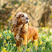Mowgli a rejoint le concours — aidez-le/la à gagner de superbes lots ! dog, golden_brown, flower_field, daffodils, outdoor, nature, sunlight, grass, long_ears, pet, animal, spring, greenery, fur, portrait, standing, blurred_background, peaceful, canine, garden