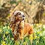 dog, golden_brown, flower_field, daffodils, outdoor, nature, sunlight, grass, long_ears, pet, animal, spring, greenery, fur, portrait, standing, blurred_background, peaceful, canine, garden