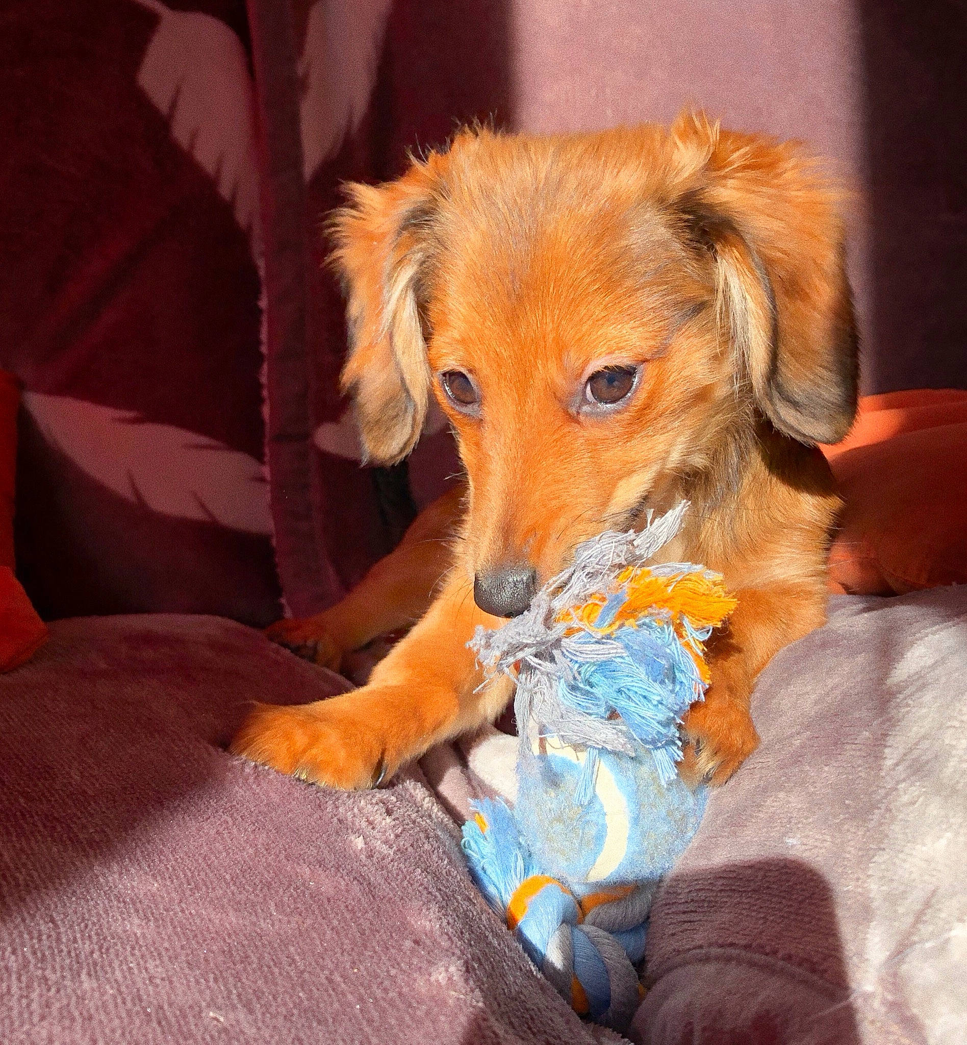 Sterling a rejoint le concours — aidez-le/la à gagner de superbes lots ! canidae, carnivore, companion_dog, dog, dog_breed, dog_toy, fur, mammal, puppy, rare_breed_dog, sporting_group