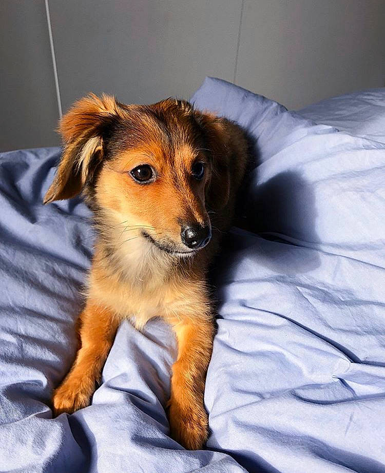 Sterling participe au concours pour gagner de l'argent avec cette photo : canidae, carnivore, companion_dog, dog, dog_breed, fur, mammal, puppy, rare_breed_dog, skin, small_greek_domestic_dog, snout, sporting_group, whiskers