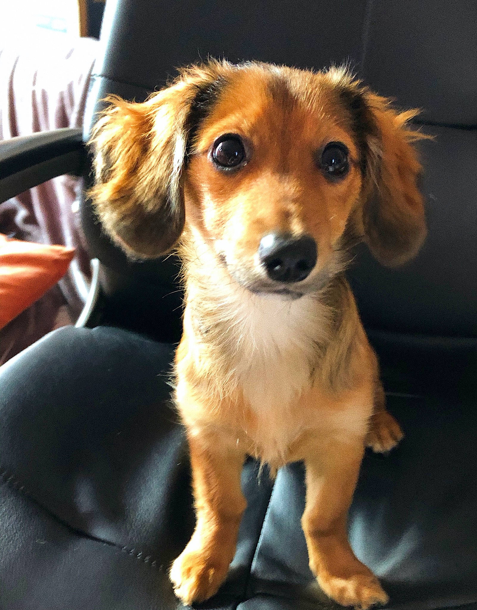 Sterling participe au concours pour gagner de l'argent avec cette photo : canidae, carnivore, companion_dog, dog, dog_breed, fawn, mammal, puppy, rare_breed_dog, small_greek_domestic_dog, snout, sporting_group, vertebrate, whiskers