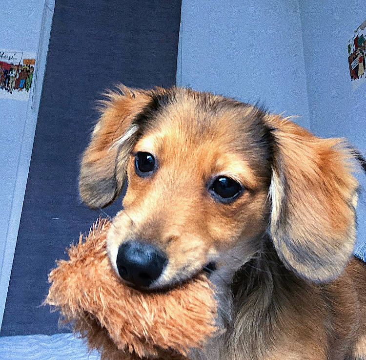 Sterling participe au concours pour gagner de l'argent avec cette photo : canidae, carnivore, companion_dog, dog, dog_breed, fawn, fur, mammal, puppy, rare_breed_dog, skin, small_greek_domestic_dog, snout, sporting_group, vertebrate, whiskers, working_dog