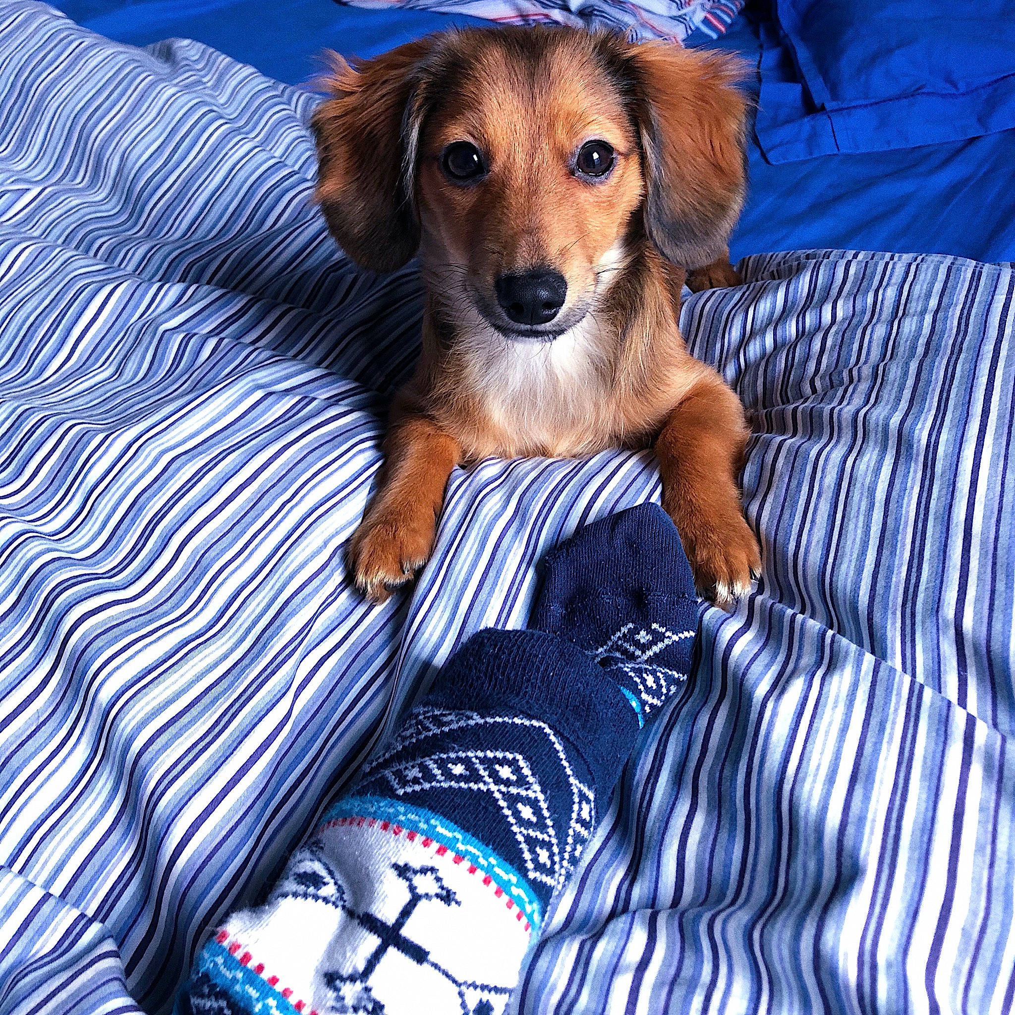 Sterling a rejoint le concours — aidez-le/la à gagner de superbes lots ! canidae, carnivore, companion_dog, dachshund, dog, dog_breed, fur, furniture, linens, mammal, puppy, sporting_group