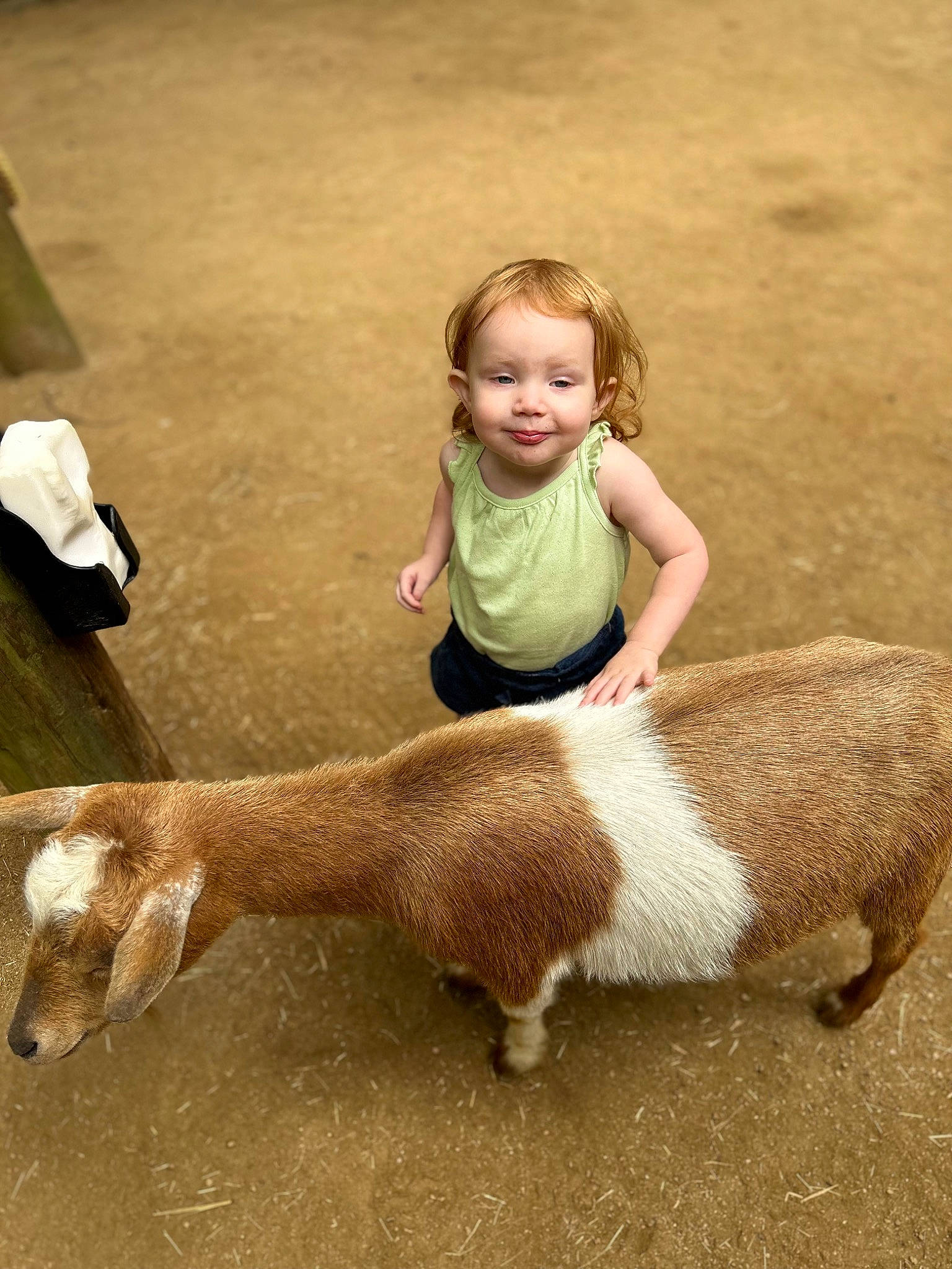 Lucy joined the competition — help win amazing prizes! child, companion_dog, event, eye, fawn, fun, fur, grass, hair, happy, head, human_leg, joy, livestock, person, skin, smile, snout, t_shirt, terrestrial_animal