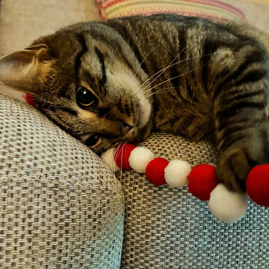 Molly is registered to the contest to win money with this photo: animal, cat, close_up, couch, cozy, curious, furniture, indoor, paw, pet, playful, pom_poms, red, relaxed, striped, tabby, texture, toy, whiskers, white