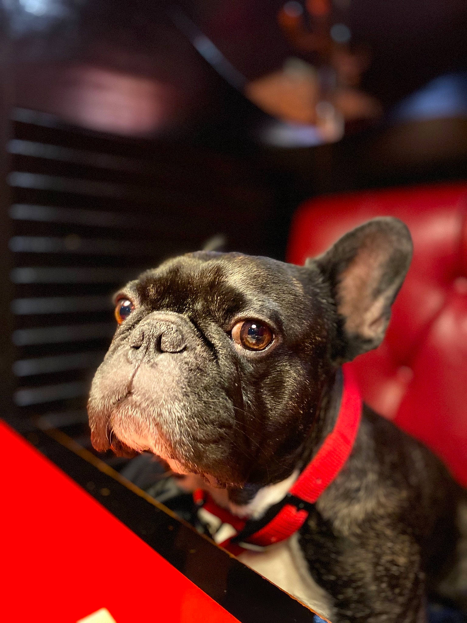 Doogy participe au concours pour gagner de l'argent avec cette photo : bulldog, canidae, carnivore, companion_dog, dog, dog_breed, dog_collar, ear, fawn, french_bulldog, mammal, molosser, non_sporting_group, olde_english_bulldogge, puppy, rare_breed_dog, snout, toy_bulldog, vertebrate, whiskers