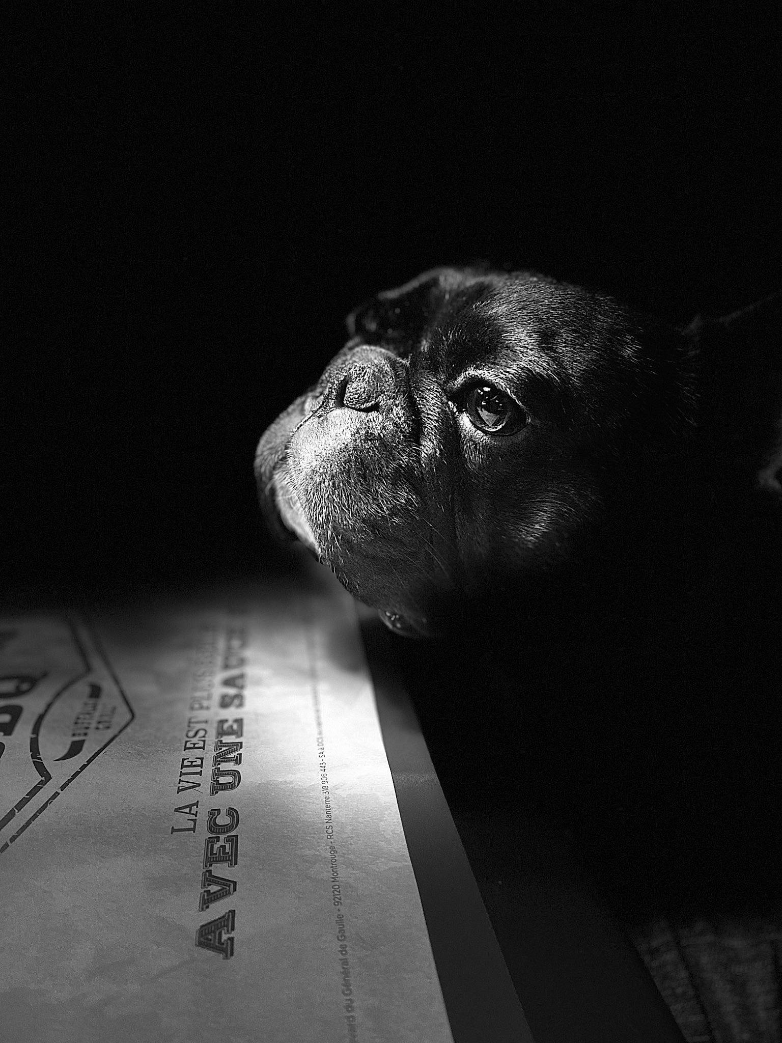 Doogy a rejoint le concours — aidez-le/la à gagner de superbes lots ! black, black_and_white, darkness, monochrome, photography, snout, sporting_group, wrinkle