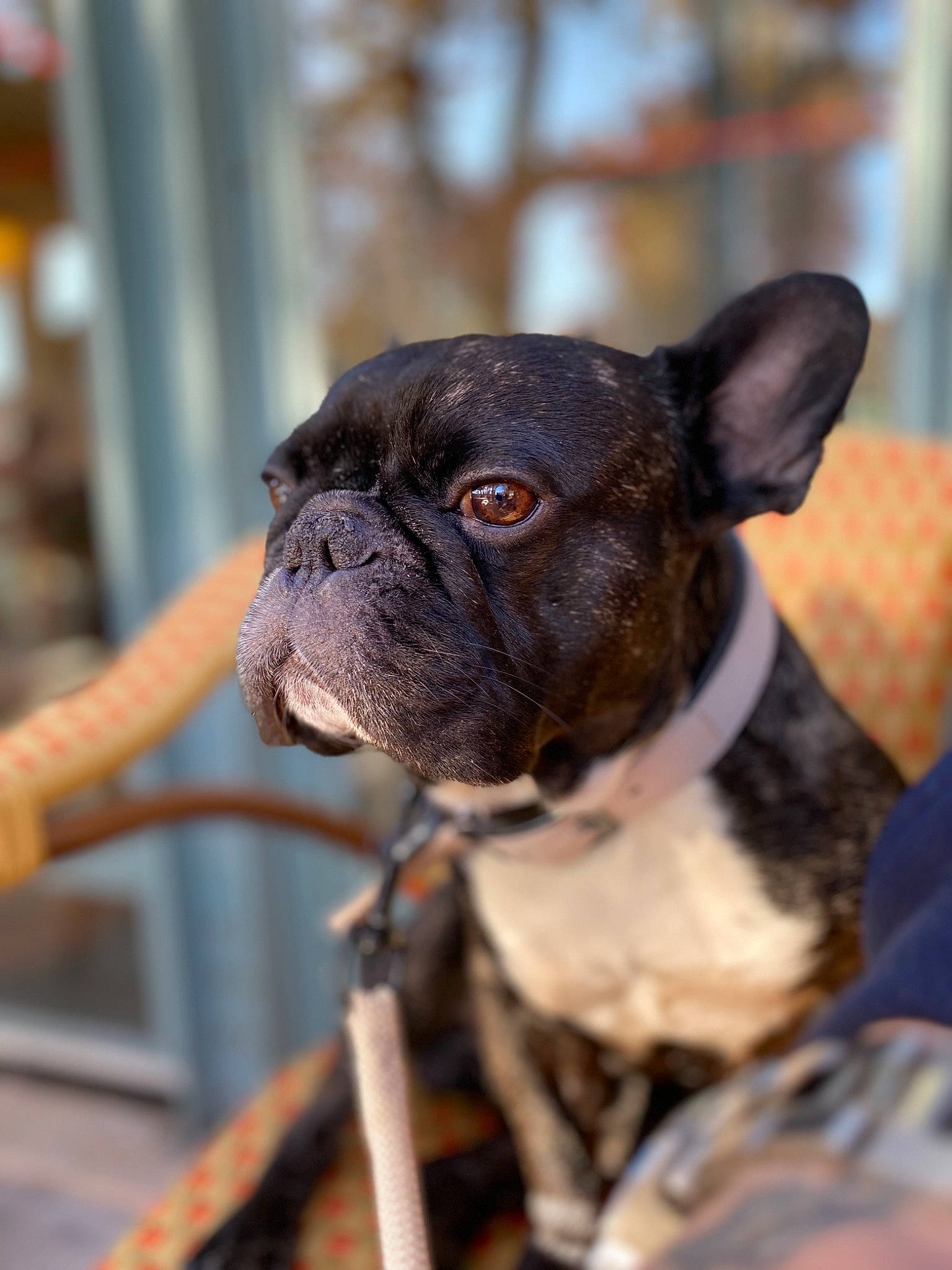 Doogy a rejoint le concours — aidez-le/la à gagner de superbes lots ! boston_terrier, bulldog, canidae, carnivore, companion_dog, dog, dog_breed, fawn, french_bulldog, mammal, molosser, non_sporting_group, olde_english_bulldogge, pug, puppy, rare_breed_dog, snout, sporting_group, toy_bulldog, vertebrate
