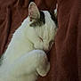 Snow is registered to the contest to win money with this photo: animal, black_markings, blanket, brown, cat, closeup, cozy, cute, domestic, fur, furball, indoor, nap, peaceful, pet, relax, rest, sleeping, soft, white