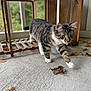 animal, autumn, cat, close_up, concrete, curious, dried_leaf, floor, focused, house, indoor, kitten, leaf, natural_light, pet, playful, tabby, walking, white_paws, wooden_furniture