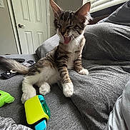 Theo joined the competition — help win amazing prizes! animal, bed, cat, cozy, cute, domestic, furniture, gray_bedspread, household, indoor, kitten, pet, playful, relaxed, remote_control, small_pet, striped_fur, white_paws, window_blinds, yawning