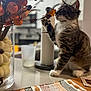 Theo joined the competition — help win amazing prizes! animal, autumn_decor, cat, curious, decorative_branch, domestic_cat, fall_season, feline, household, indoor, kitchen_counter, paper_towel_roll, paw, playful, pumpkin_decor, striped_fur, tabby_cat, tablecloth, vase, white_paws