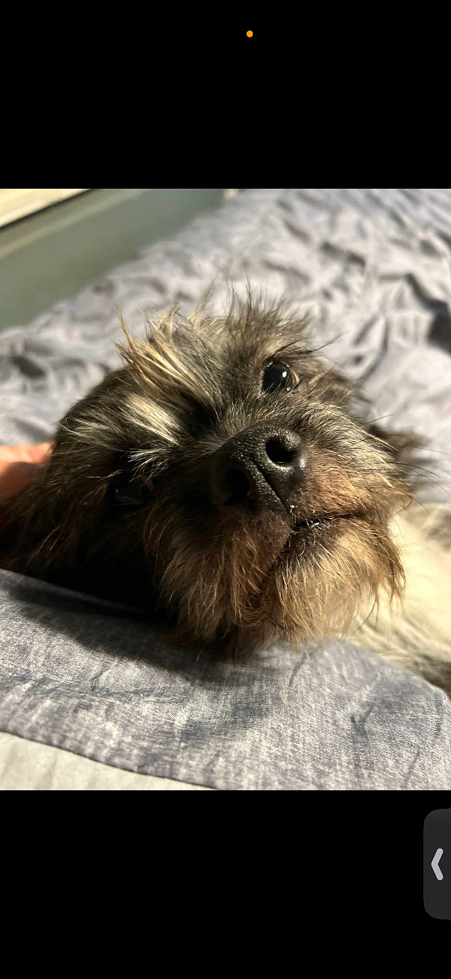 Oakley is registered to the contest to win money with this photo: dog, close_up, pet, fur, scruffy, nose, blanket, bed, indoor, sunlight, texture, animal, lying_down, cozy, portrait, whiskers, relaxed, canine, soft, sleepy