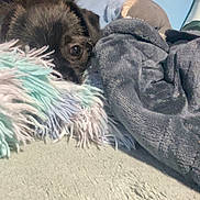 Oakley is registered to the contest to win money with this photo: dog, blanket, cozy, indoor, peeking, curious, soft_texture, pile, dark_fur, patterned_curtain, colorful, home, resting, shy, furry, bedroom, comfort, cute, animal, fabric