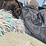 dog, blanket, cozy, indoor, peeking, curious, soft_texture, pile, dark_fur, patterned_curtain, colorful, home, resting, shy, furry, bedroom, comfort, cute, animal, fabric