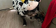Oakley is registered to the contest to win money with this photo: dog, costume, cow_costume, indoor, floor, wooden_floor, couch, blanket, pet, animal, plush, black_and_white, yellow_horns, toy, home, cute, funny, small_dog, fur, living_room