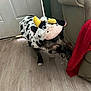 dog, costume, cow_costume, indoor, floor, wooden_floor, couch, blanket, pet, animal, plush, black_and_white, yellow_horns, toy, home, cute, funny, small_dog, fur, living_room