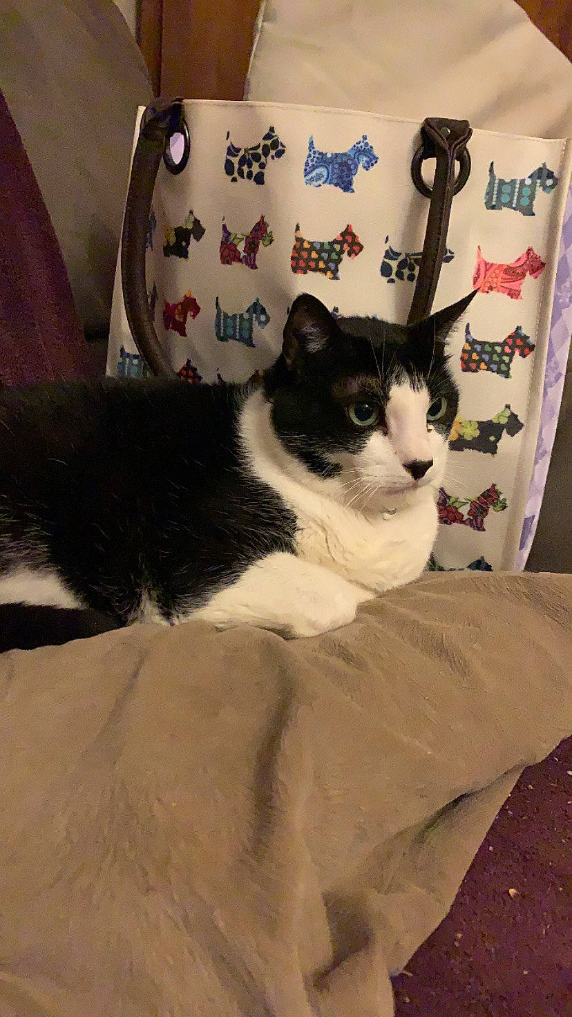 Beatles participe au concours pour gagner de l'argent avec cette photo : carnivore, cat, ceramic, comfort, domestic_short_haired_cat, felidae, fur, linens, mammal, porcelain, small_to_medium_sized_cats, tail, terrestrial_animal, vertebrate, whiskers