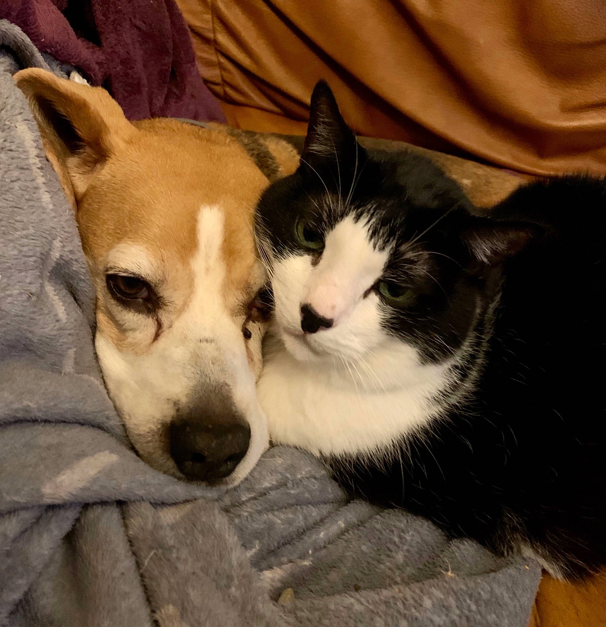 Beatles a rejoint le concours — aidez-le/la à gagner de superbes lots ! canidae, carnivore, cat, companion_dog, dog, dog_breed, fawn, felidae, pet_supply, small_to_medium_sized_cats, snout, vertebrate, whiskers, working_animal, working_dog