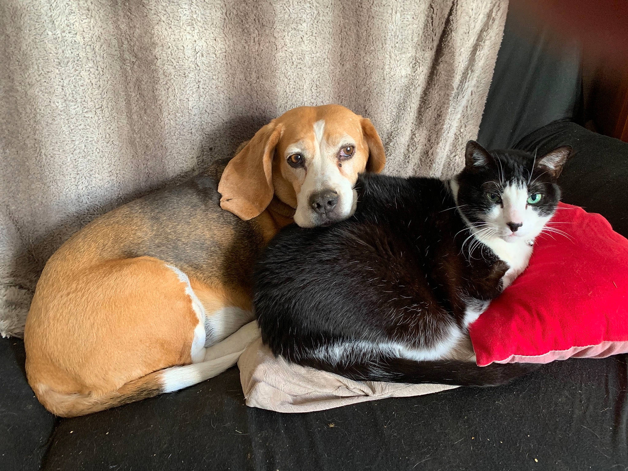 Beatles a rejoint le concours — aidez-le/la à gagner de superbes lots ! beagle, beaglier, canidae, carnivore, cat, comfort, companion_dog, dog, dog_breed, fawn, felidae, hound, pet_supply, scent_hound, small_to_medium_sized_cats, snout, tan, vertebrate, whiskers, working_animal