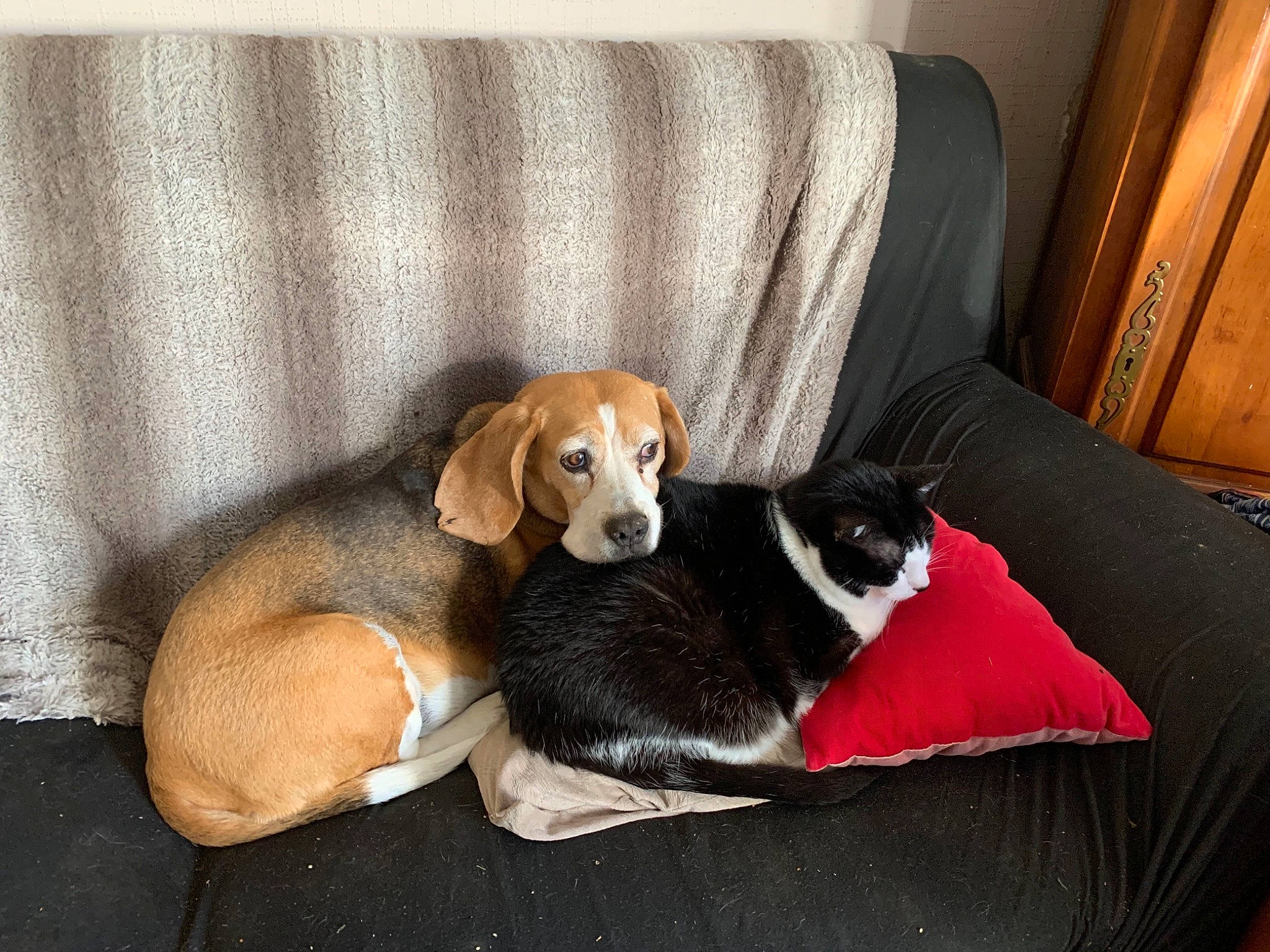 Beatles participe au concours pour gagner de l'argent avec cette photo : beaglier, beige, brown, canidae, carnivore, comfort, companion_dog, couch, dog, dog_breed, fawn, hound, linens, liver, living_room, pet_supply, tan, terrestrial_animal, vertebrate, working_animal