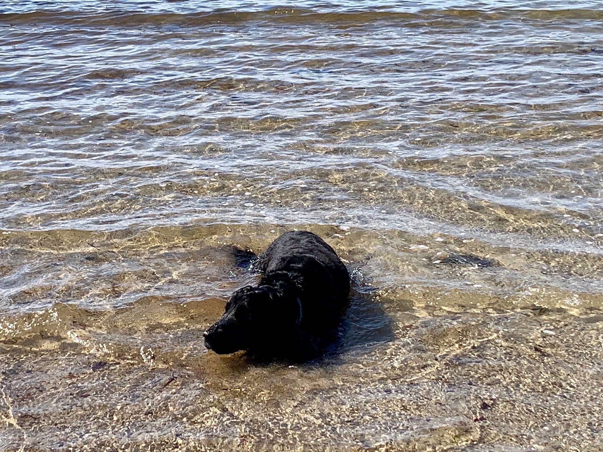 Oswald participe au concours pour gagner de l'argent avec cette photo : beach, calm, carnivore, dog, liquid, sand, shadow, snout, water_resources, wave, wind_wave, working_animal
