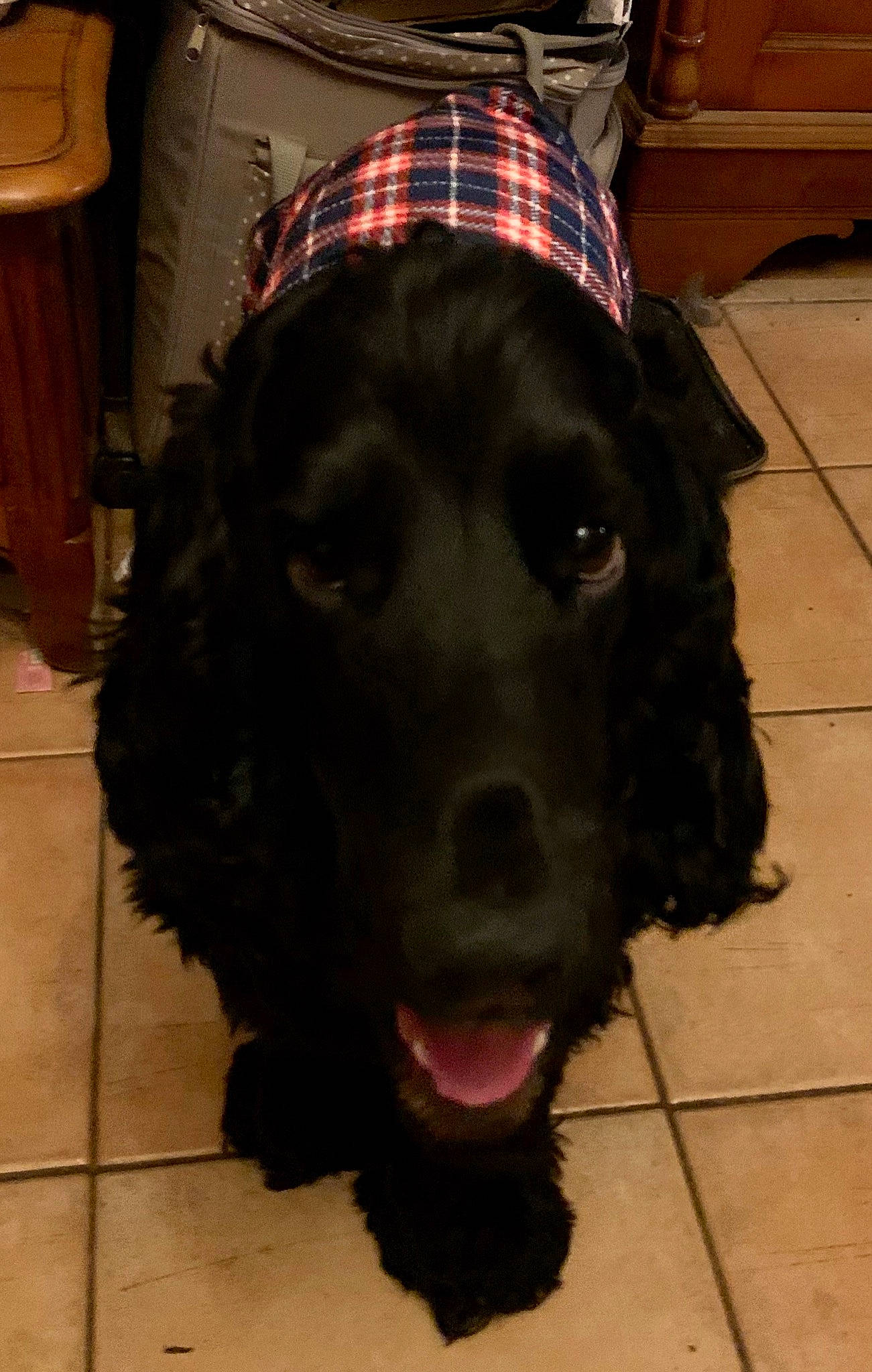 Oswald a rejoint le concours — aidez-le/la à gagner de superbes lots ! canidae, carnivore, cocker_spaniel, companion_dog, dog, dog_breed, floor, flooring, fur, gun_dog, iris, plaid, snout, sporting_group, tartan, tile, tile_flooring, tongue, vertebrate, working_animal