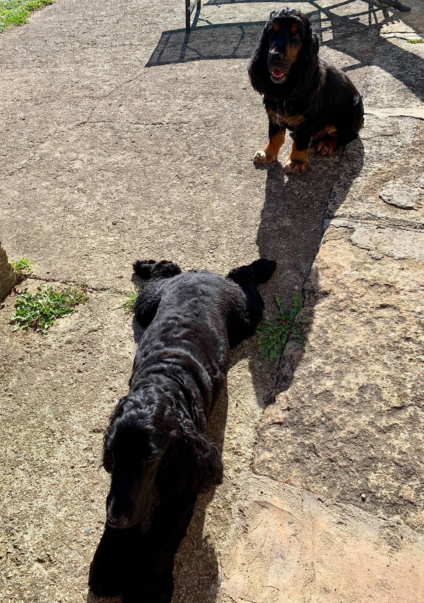 Oswald participe au concours pour gagner de l'argent avec cette photo : canidae, carnivore, companion_dog, dog, dog_breed, fur, gun_dog, hunting_dog, mammal, shade, shadow, snout, soil, sporting_group, street_dog, tail, vertebrate, working_animal, working_dog