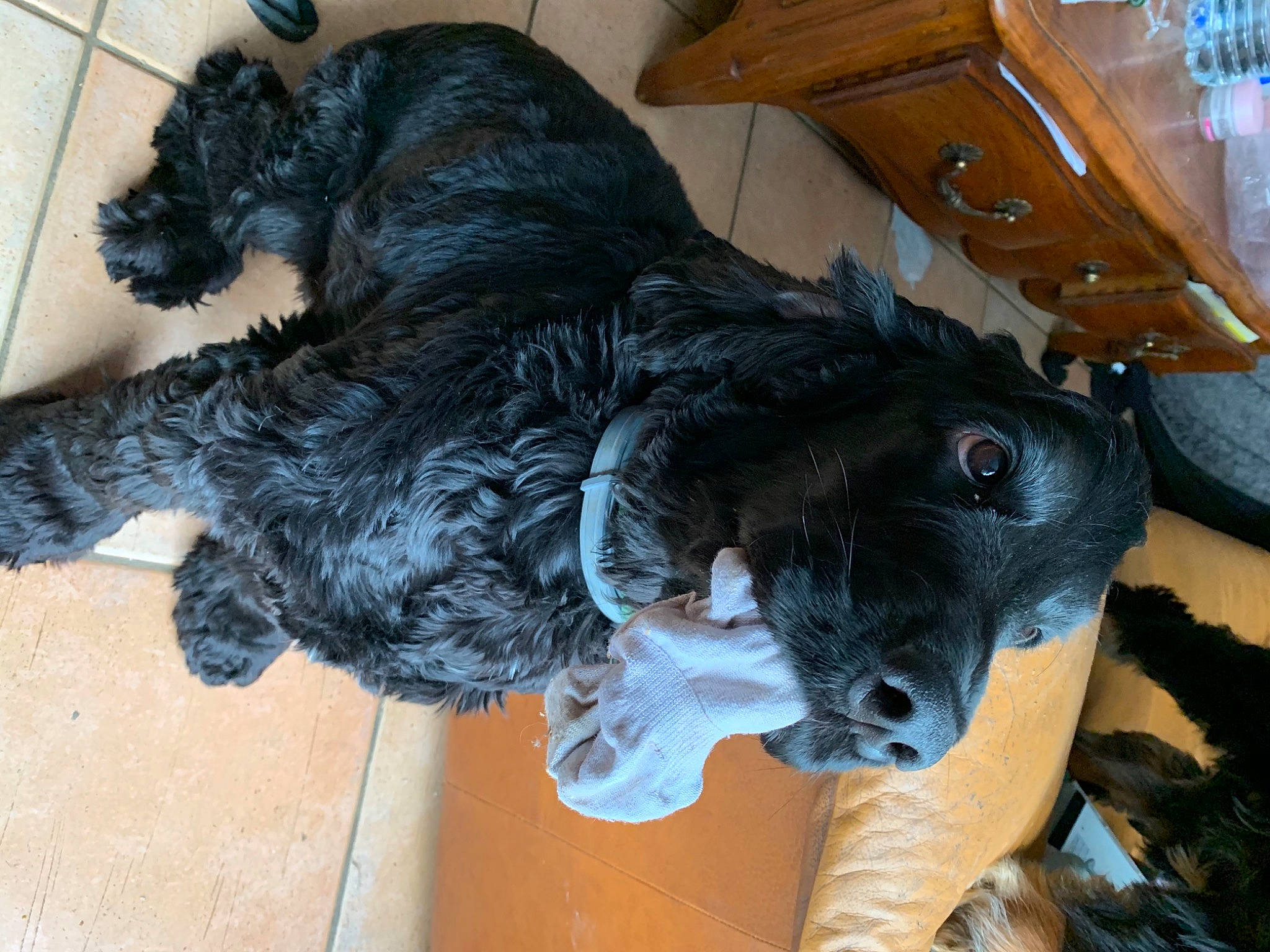 Oswald a rejoint le concours — aidez-le/la à gagner de superbes lots ! cabinetry, canidae, carnivore, chest_of_drawers, collar, companion_dog, dog, dog_breed, dog_collar, drawer, drinking_water, fur, paw, pet_supply, plastic_bottle, snout, sporting_group, vertebrate, water_bottle, working_animal