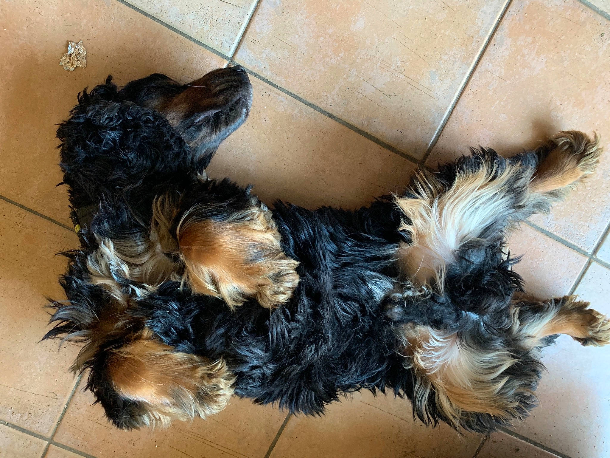Laouen participe au concours pour gagner de l&#x27;argent avec cette photo : australian_silky_terrier, canidae, carnivore, companion_dog, dog, dog_breed, dog_supply, fawn, fur, liver, pet_supply, puppy, small_terrier, snout, sporting_group, terrier, toy_dog, working_animal, working_dog, yorkipoo