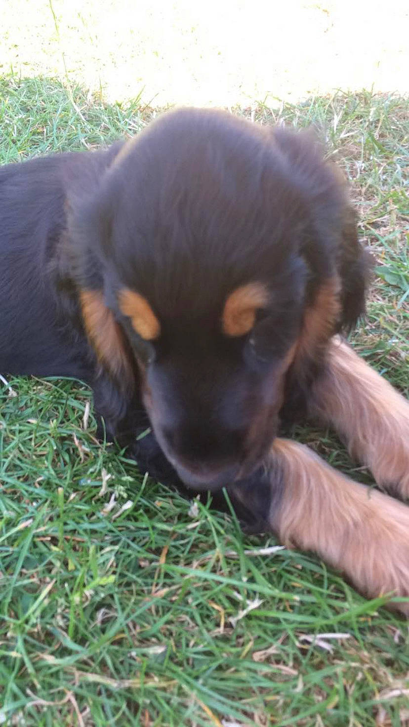 Laouen a rejoint le concours — aidez-le/la à gagner de superbes lots ! brown, canidae, carnivore, companion_dog, dog, dog_breed, fawn, fur, grass, grass_family, liver, mammal, paw, puppy, skin, snout, sporting_group, terrestrial_animal, vertebrate, working_animal